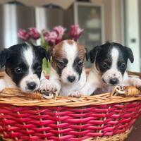Cuccioli Jack Russell