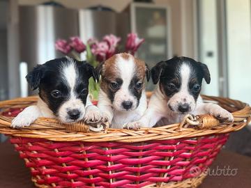 Cuccioli Jack Russell