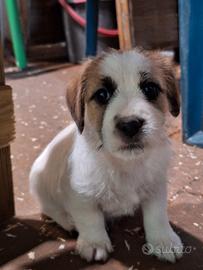 Cuccioli di Jack Russell