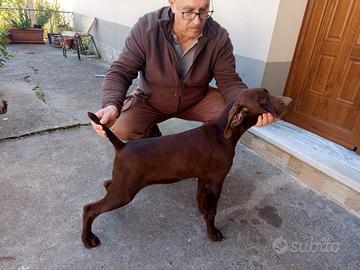 Kurzhaar cucciolo con pedigree