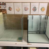 Acquari riproduzione discus+ accessori+ Acquario