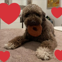 Cuccioli Lagotto romagnolo pedigree fest.Natalizie