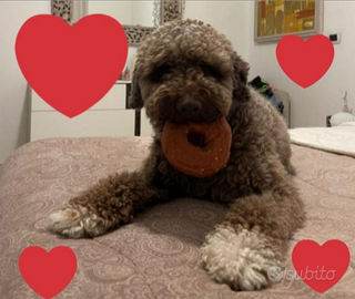 Cuccioli Lagotto romagnolo pedigree fest.Natalizie