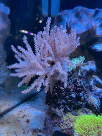 Corallo acquario