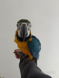 Pappagallo ara ararauna allevata a mano