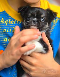 Chihuahua maschietto strepitoso con Pedigree