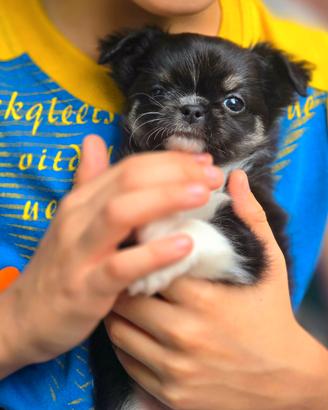 Chihuahua maschietto strepitoso con Pedigree