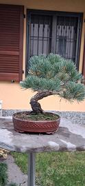 bonsai