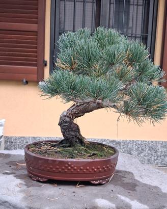 bonsai
