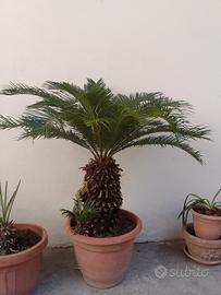 cycas