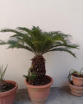 cycas