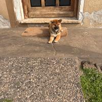 Meravigliose femmine cuccioli Shiba