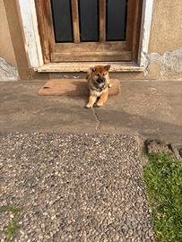 Meravigliose femmine cuccioli Shiba