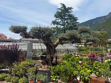 Albero di ulivo secolare a Bolzano
