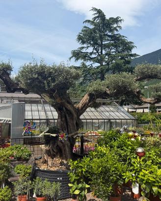 Albero di ulivo secolare a Bolzano