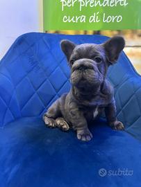 French bulldog big rope fluffy total blue