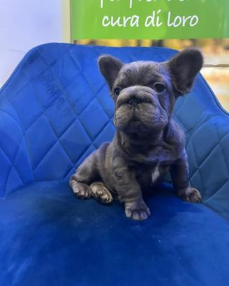 French bulldog big rope fluffy total blue