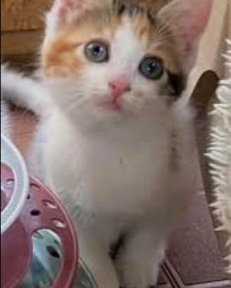 Gattini mix Maine coom