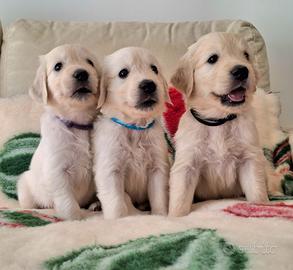Prestigiosa Cucciolata di Golden Retriever