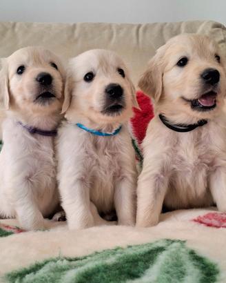 Prestigiosa Cucciolata di Golden Retriever