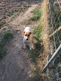 Jack Russel Terrier