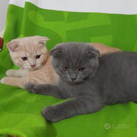 Cuccioli Scottish fold e Scottish straight 