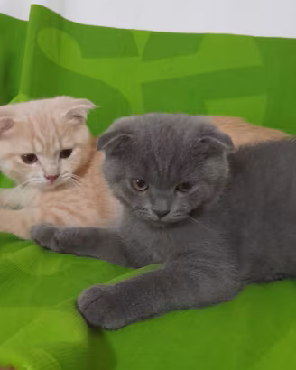 Cuccioli Scottish fold e Scottish straight 