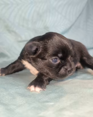Ultima cucciola di chihuahua