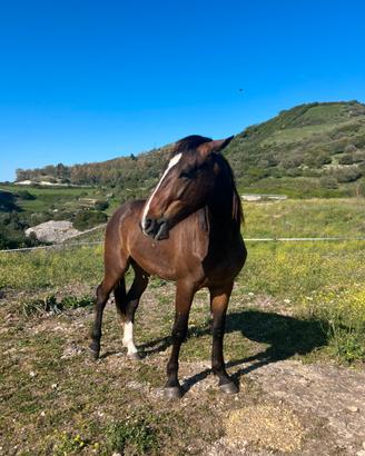 Cavallo