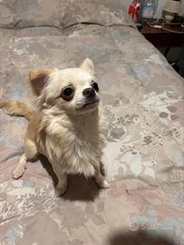 IL NIDO DI PRISCILLA Cuccioli di Chihuahua