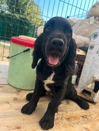 Maschio Cocker Spaniel Inglese