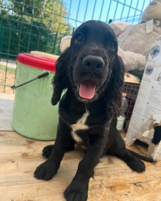 Maschio Cocker Spaniel Inglese