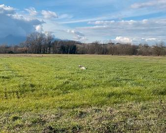 Setter inglese maschio