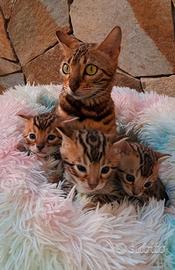 Cuccioli di gatti del Bengala