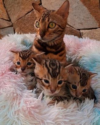 Cuccioli di gatti del Bengala