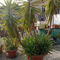 pianta da giardino