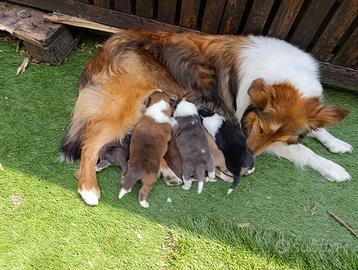 Cuccioli collie