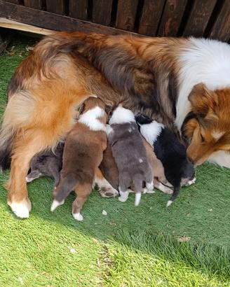 Cuccioli collie