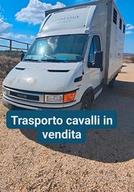 trasporto cavalli