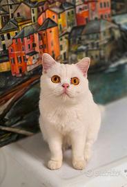 Gatti di British Shorthair alta genealogia