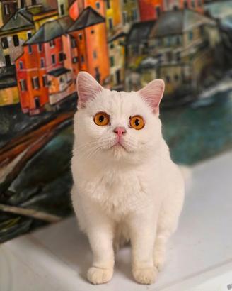 Gatti di British Shorthair alta genealogia
