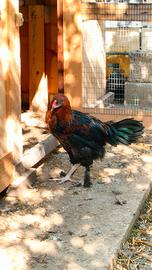 Galletto Marans
