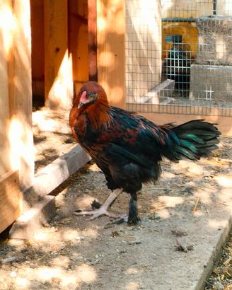 Galletto Marans