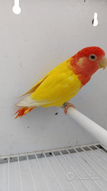 Inseparabili maschi e femmine