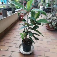 Albero del nespolo giapponese