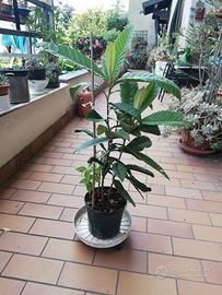 Albero del nespolo giapponese