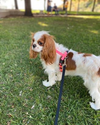 Cavalier King charles Spaniel