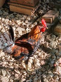 Galletti Coronata Siciliana