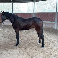 Puledra sella italiana