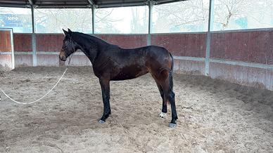 Puledra sella italiana